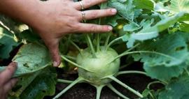 Bin derde deva Alabaş (Kohlrabi) nedir?