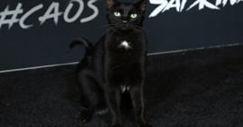 Hollywood galasında bir siyah kedi...