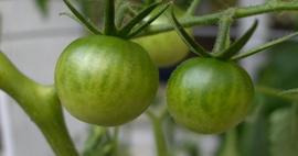 Yeşil domatesin faydaları nelerdir? Hangi hastalıklara iyi gelir?