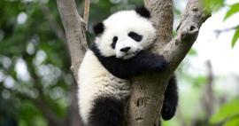 Dünya'nın en küçük pandası Çin'de dünyaya geldi