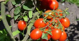 Saksıda domates nasıl yetiştirilir? En kolay domates yetiştirme