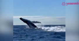 İki kambur balinanın Okyanus açıklarındaki şovu!