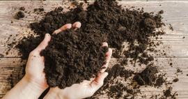 Saksı toprağı nasıl olmalı? Turba yosunu (Torf Toprak) nedir?