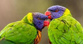 Papağanlara ve muhabbet kuşlarına nasıl konuşma öğretilir?