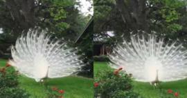 Nadiren g&ouml;r&uuml;len beyaz Tavus Kuşu g&uuml;zelliğiyle b&uuml;y&uuml;ledi!