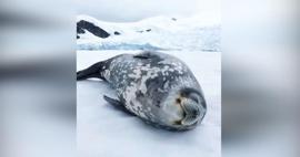Antartika Foku'nun çıkardığı ses duyanları şaşırttı! 