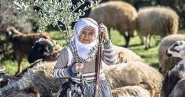 Fatma teyze Amanos Dağları eteklerinde yarım asırdır çobanlık yapıyor!