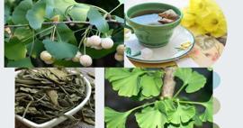 Ginkgo biloba bitkisinin faydaları nelerdir? Gingo biloba çayı nasıl yapılır?