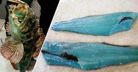 Dünyanın en nadir balıklarından biri olan Lingcod turkuaz rengiyle hayran bıraktı!
