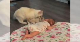 Yavrusunu evin bebeğiyle tanıştırmaya çalışan anne kedi...