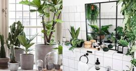 Banyo dekorasyonunda hangi bitkiler kullanılabilir? Banyo bitkileri nelerdir?