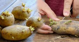 Filizlenmiş patates öldürür mü? Patatesin zararları nelerdir?