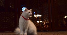 Ayasofya-i Kebir Cami-i Şerifi'nin ünlü kedisi Kılıç kayıplara karıştı!