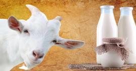 Keçi sütü nasıl tüketilir? Keçi sütü ne işe yarar? Keçi sütünün faydaları nelerdir?