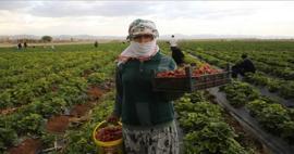 Kadın girişimciler Mardin'de kooperatif kurdu! 800 kilogram çilek hasadı...