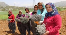 Kadınların diktiği lavantalar Anadolu'yu mis gibi kokutuyor