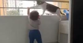 Minik dostunu koruyan kedinin videosu viral oldu!