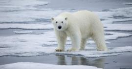 İnce bir buz kütlesini kırmadan geçebilen kutup ayısı 'Sübhanallah' dedirtti!