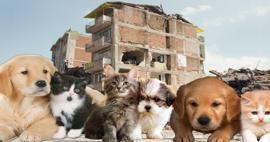 Evcil hayvanı olanlar deprem öncesi ve sonrası ne yapmalı? Deprem anında evcil hayvanı olanlar