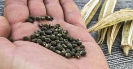 Bamya tohumu ne işe yarar ve faydaları nelerdir? Bamya tohumu hangi hastalıklara iyi gelir?