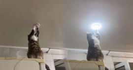Lamba tamir eden kedi sosyal medyada gündem oldu! Adeta şaşkına çevirdi