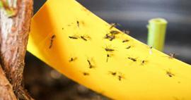 Evdeki böceklere kesin çözüm! Evde uçan küçük sinekler nasıl önlenir?