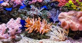 Denizde Kur'an'da adı geçen mercanlar bulundu! Deniz mercanının faydaları neler?
