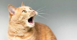 Kediler şizofreni riskini artırır mı? Söz konusu araştırma aslında ne söylüyor