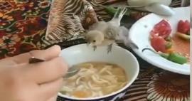 Kaşıkla yavru kuşa yemek yedirdi, o görüntüler sosyal medyada gündem oldu