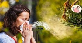 Bakan Koca'dan polen uyarısı! Polen alerjisi nasıl anlaşılır? Polen alerjisine ne iyi gelir?