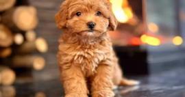 Böyle dolandırıcılık görülmedi! Sahiplendirmek istedikleri köpeği önce boyadılar sonra...