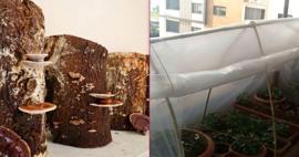 Evinin balkonunda Reishi mantarı üretti! Servet kazanıyor