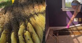 Evinin döşemesini kaldırınca şoke oldu: 80 bin arıyla aynı evde yaşamış!