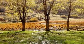 Kars'ın Sarıkamış ilçesi sonbaharın göz kamaştıran tonlarıyla renklendi!