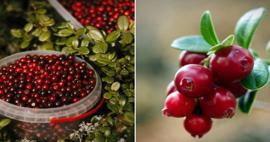 Kızılcık mevsimi başladı: Fiyatı 80 liraya kadar çıktı! Kızılcık meyvesinin faydaları