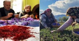 Safranbolu’da 600 bin TL’lik safran hasadı başladı! Safranın faydaları saymakla bitmiyor