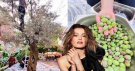 Burcu Biricik zeytin hasadına katıldı! Bahçedeki ağaca tırmanıp zeytin topladı