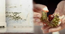 Nem ve rutubet problemine kesin çözüm! 1 adet kestane koyarsanız...