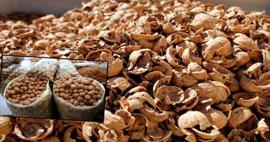 Ceviz kabuklarını sakın çöpe atmayın! Sağlığa olan faydaları şoke etti