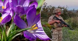 Dünyanın en değerli bitkisi, kilosu 600 bin TL! Askerler tarlanın başında nöbet tutuyor