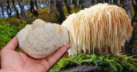 Karadeniz'de tesadüfen keşfetti! Balkonda üretime başladı: Kilosu 2000 TL'den alıcı buluyor