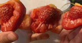 Marketten domates diye aldı evde çilek çıktı: Görünce şoka uğradı