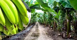 Yüksek getirisiyle ilgi odağı oldu: Adana'da muz üretim alanı 8 yılda 100 kat büyüdü!