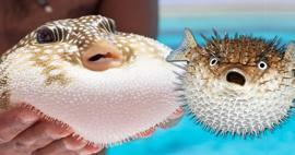 Balon balığı derisinden aksesuar &uuml;reten Mehmet &Ouml;zata, projesi &ccedil;alınınca soluğu mahkemede aldı!