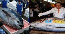 Dev mavi y&uuml;zge&ccedil;li orkinoks rekor fiyata alıcı buldu: "Ton Balığı Kralı" kendi rekorunu kırdı!