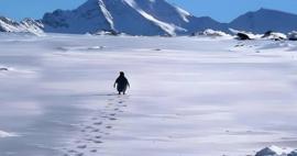 Nihilist Penguen'in hikayesi nedir, neden &ccedil;ok konuşuldu?