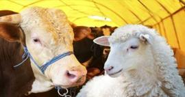 2026 yılı vekaletle kurban kesim bedeli belli oldu!