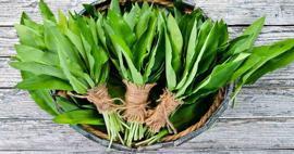 Dik yama&ccedil;lardan binbir zahmetle toplanıyor! Şifa kaynağı olarak g&ouml;r&uuml;l&uuml;yor