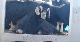 Fenomen &ccedil;obanın ke&ccedil;isi hava durumu sunmaya başladı!