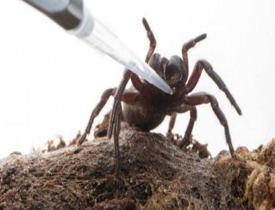 Felç tedavisine örümcek zehri